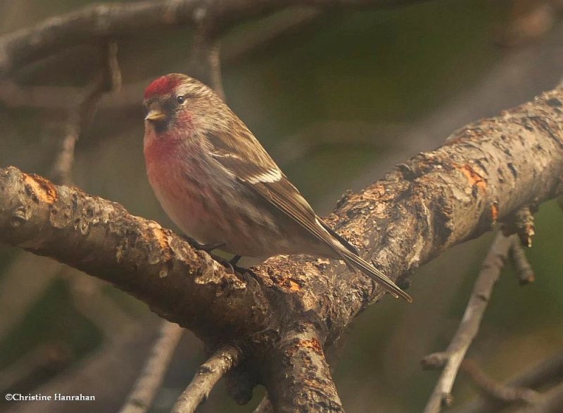 Common redpoll, male