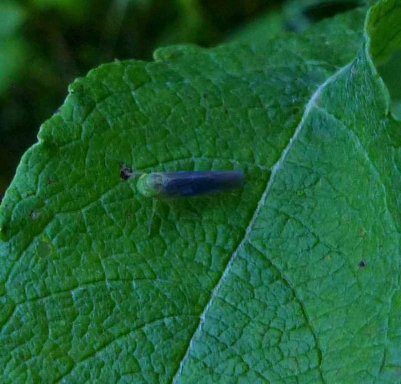 Leafhopper (Chlorotettix tergatus)