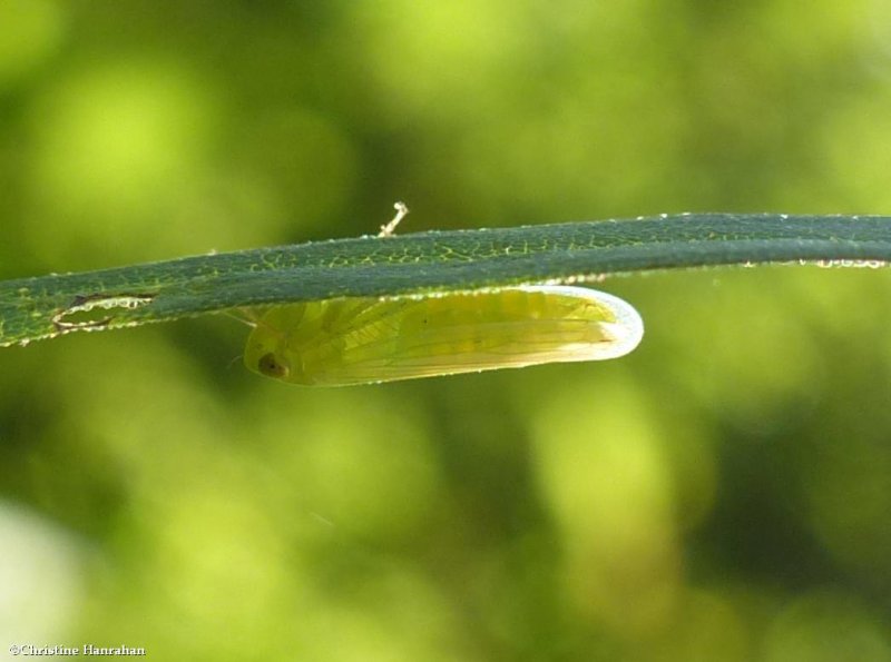 Leafhopper (Chlorotettix sp.)