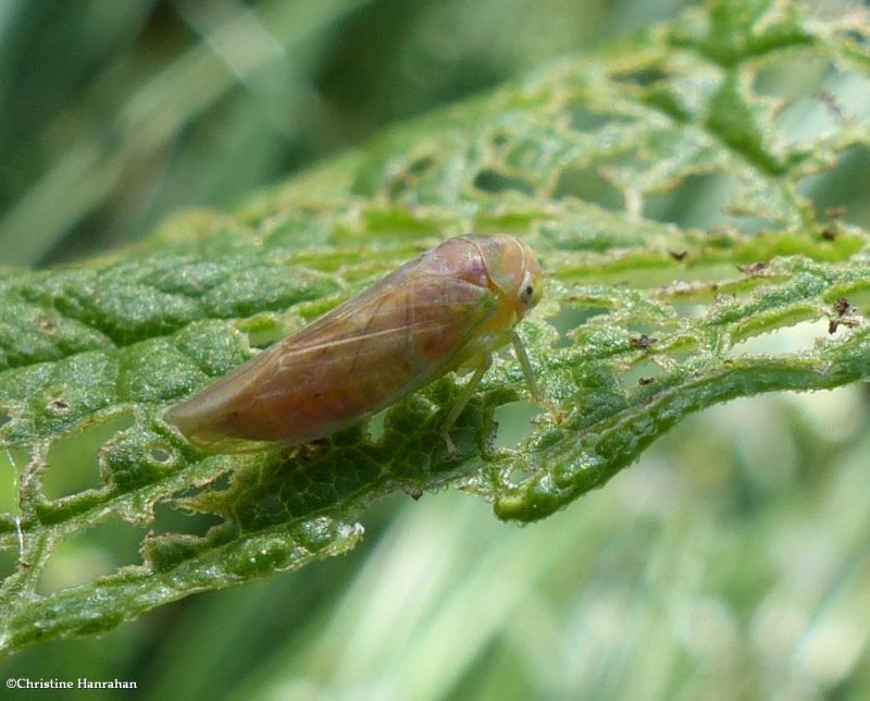 Leafhopper (Idiocerus sp.)
