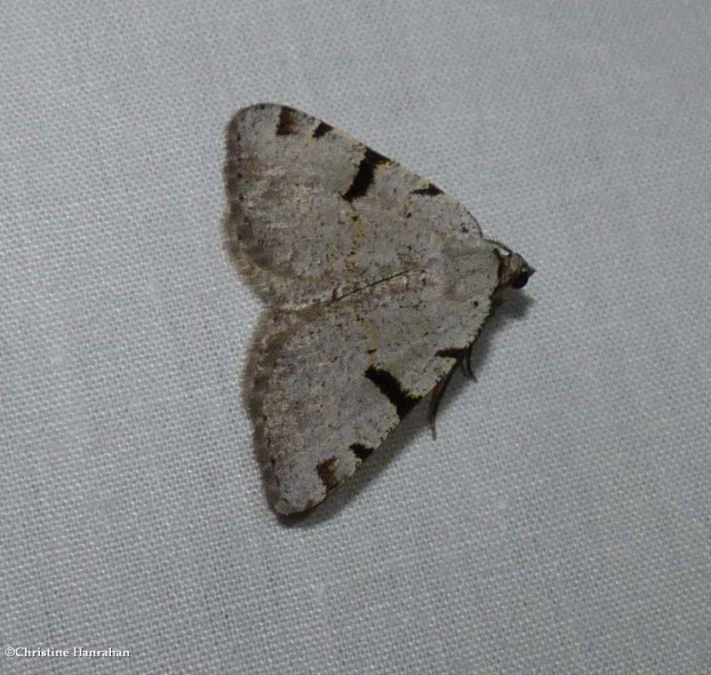 Barred itame moth  (Macaria subcessaria), #6303