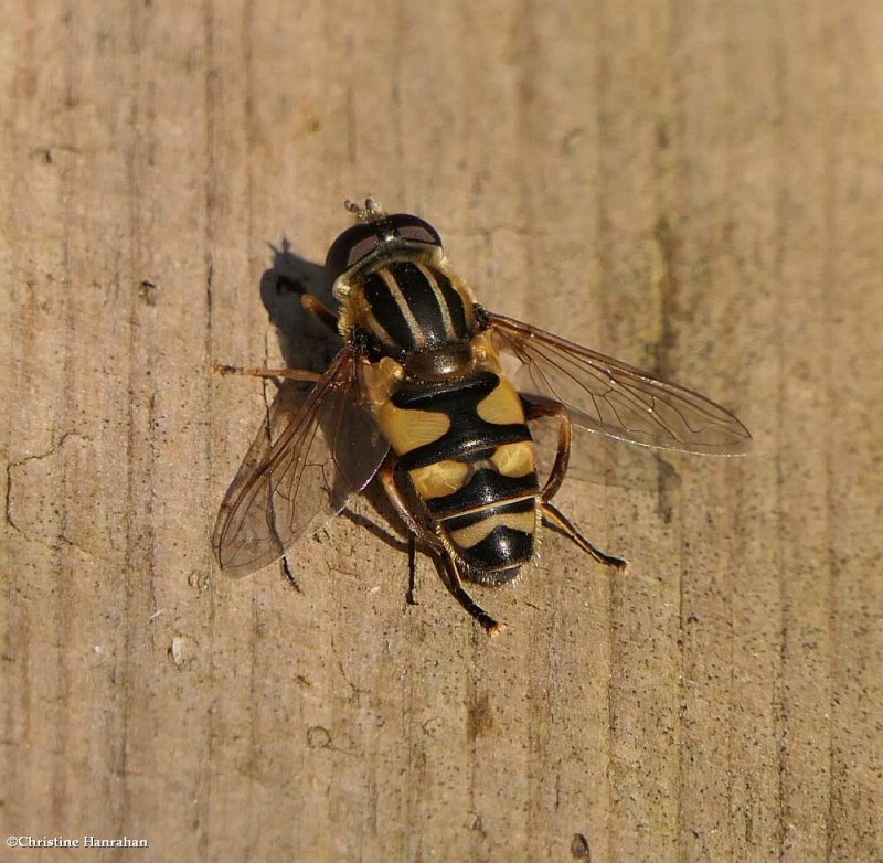 Hoverfly (Helophilus fasciatus)
