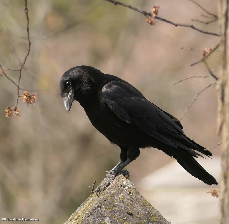 American crow