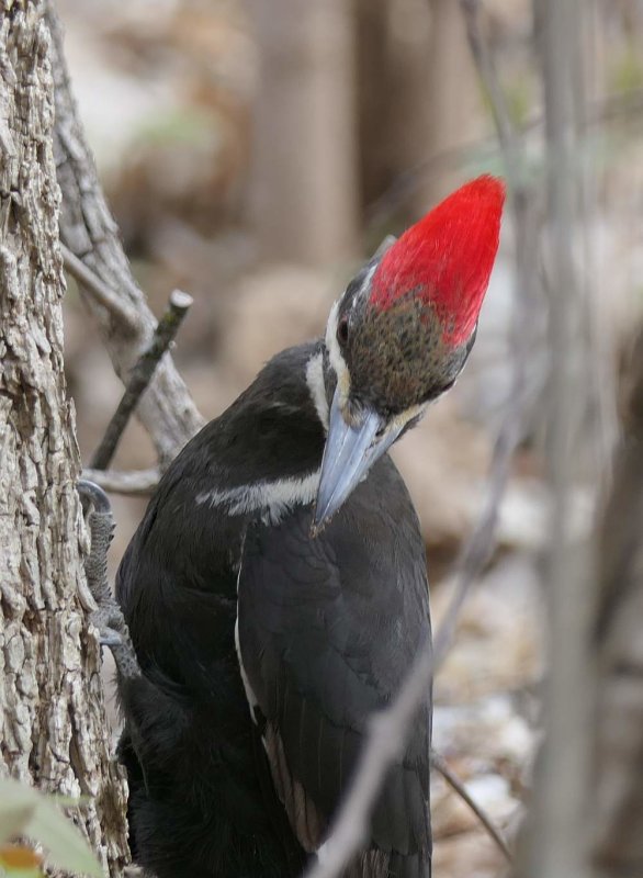 Pileated woodpecker, female