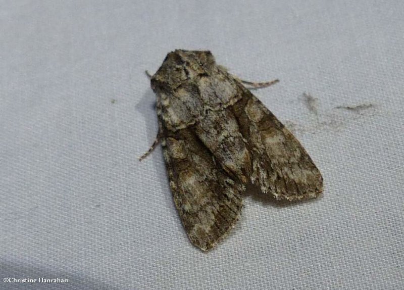 Distinct quaker moth (Achatia distincta), #10518