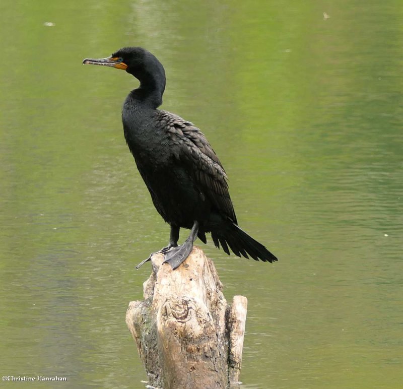 Double-crested cormorant