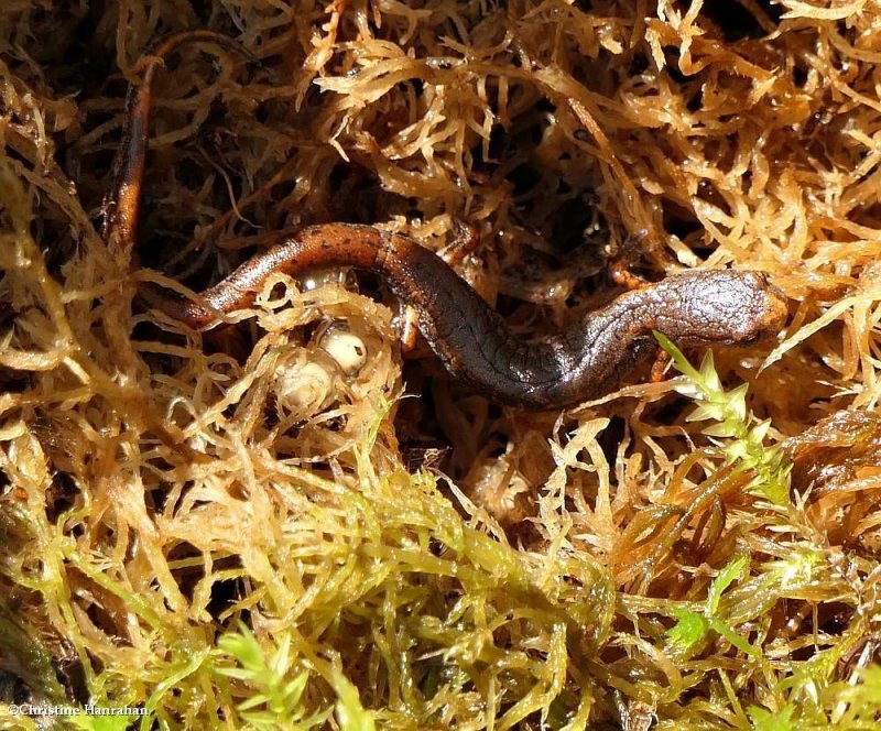 Four-toed salamander (Hemidactylium scutatum)