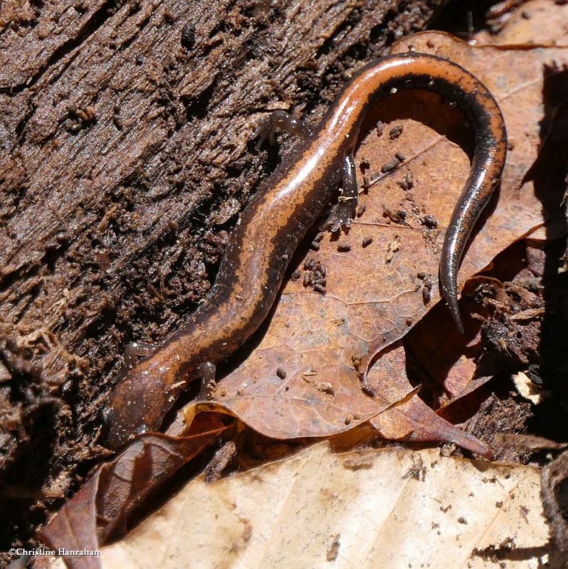 Eastern red-backed salamander (Plethodon cinereus)