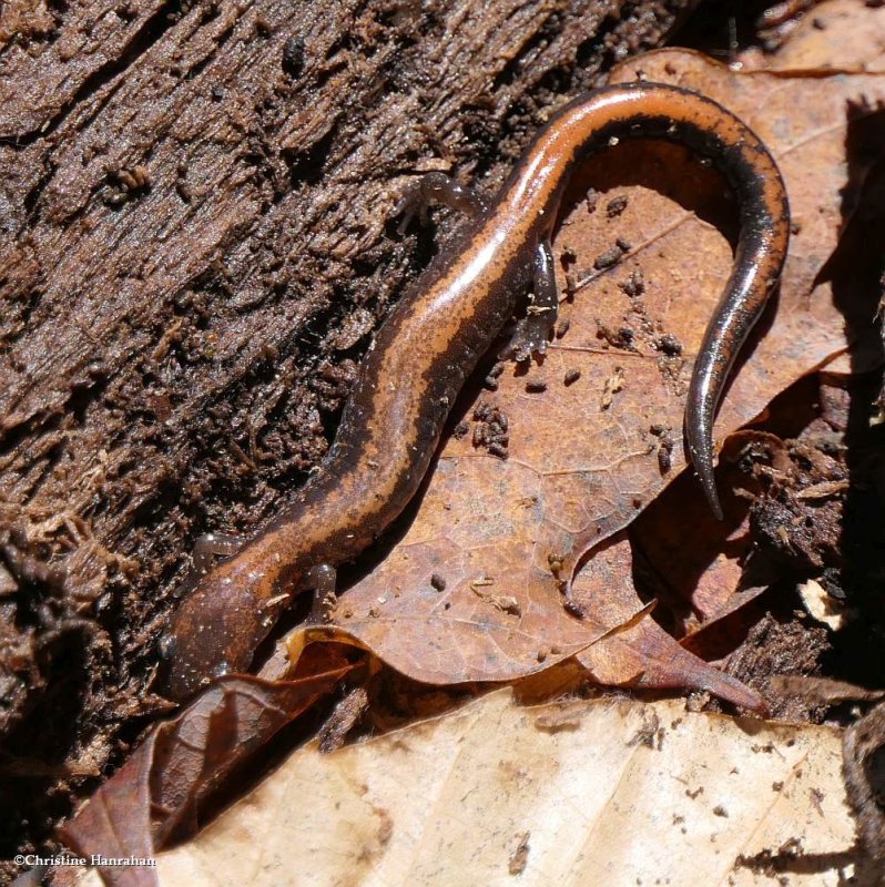 Eastern red-backed salamander  (Plethodon cinereus)