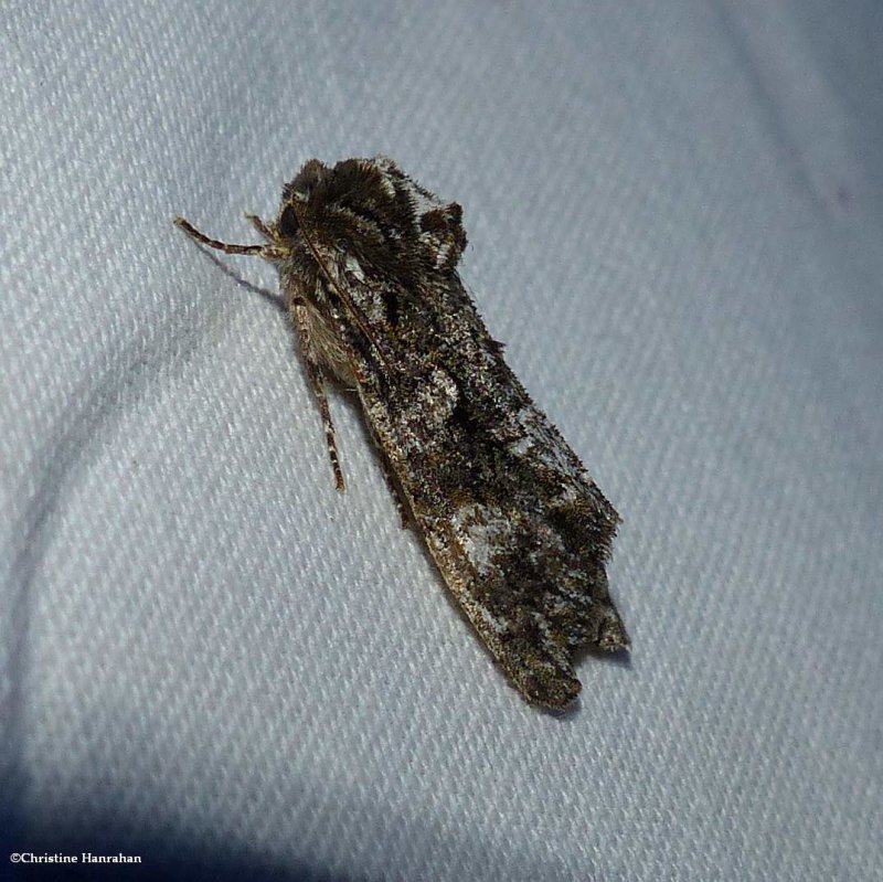 Grote's sallow moth  (Copivaleria grotei), #10021