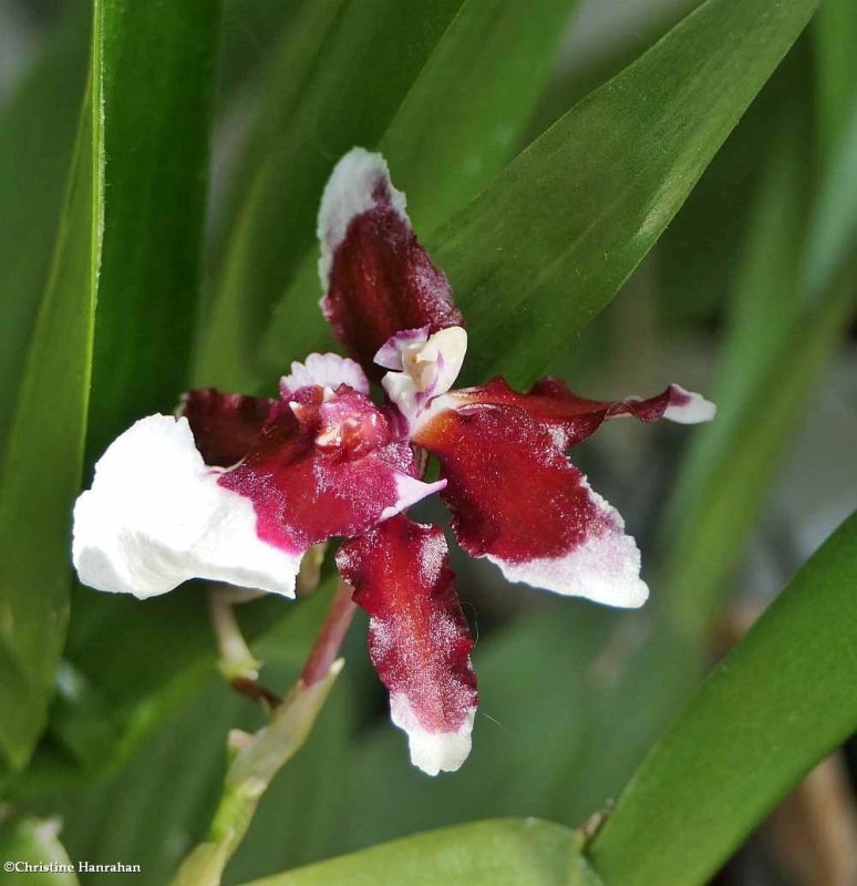 Orchid (Oncidium)