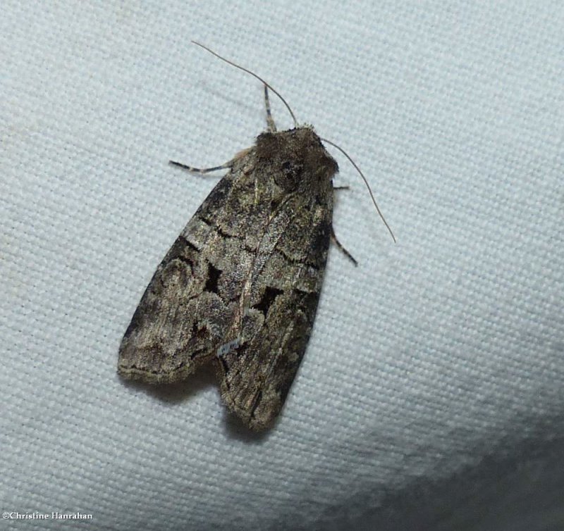 Alternate woodling moth (Egira alternans), #10517