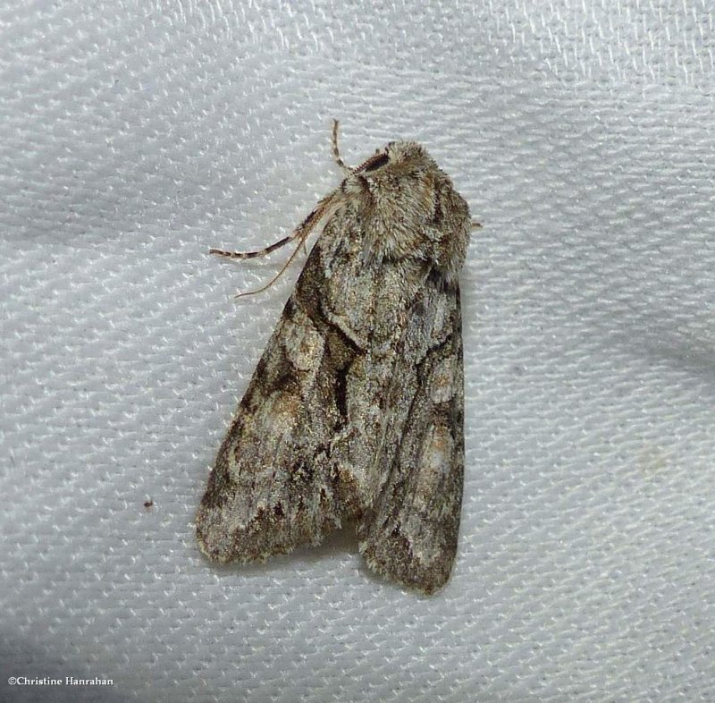 Distinct quaker moth (Achatia distincta), #10518