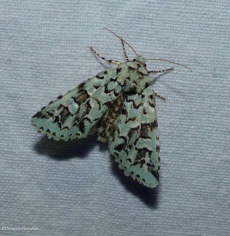 Comstock's sallow moth (Feralia comstocki), #10008