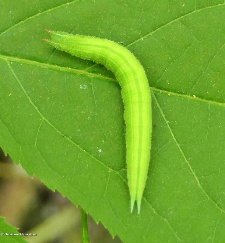 Northern pearly eye butterfly larva (Lethe anthedon)
