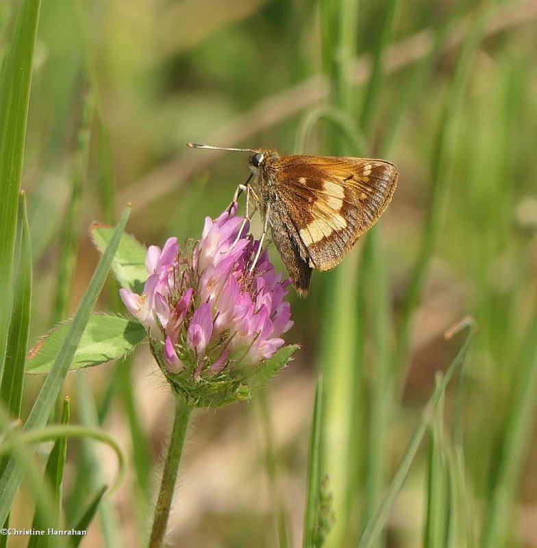 Hobomok skipper (Poanes hobomok)