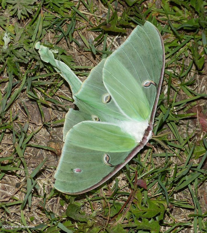 Luna moth (Actias luna), #7758