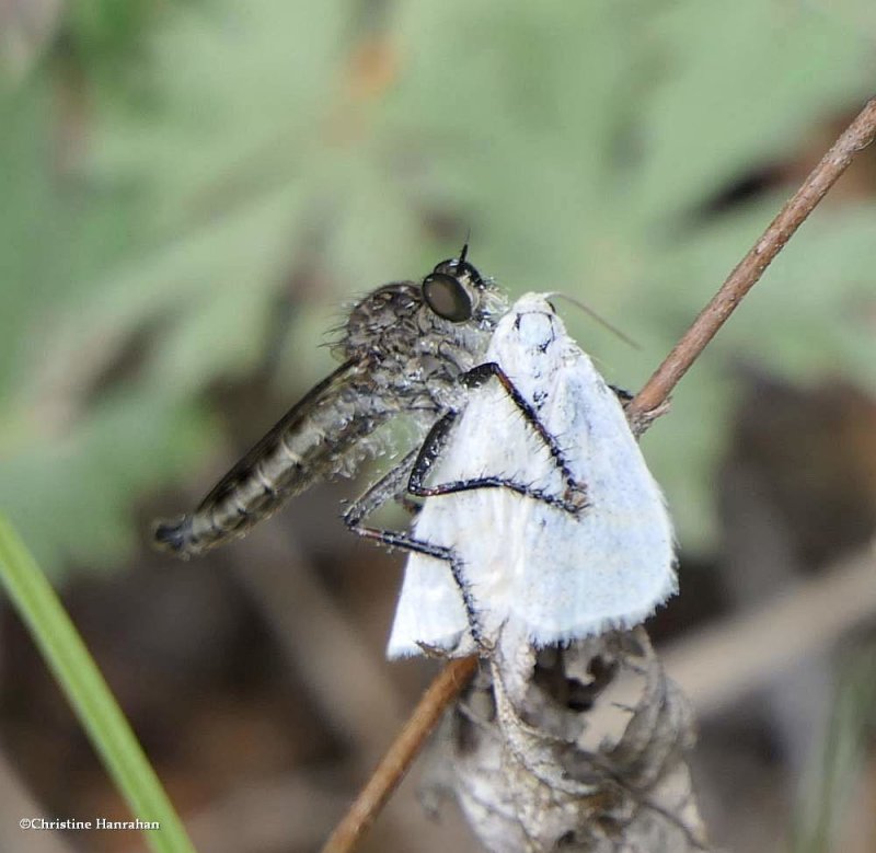 Robber fly with prey