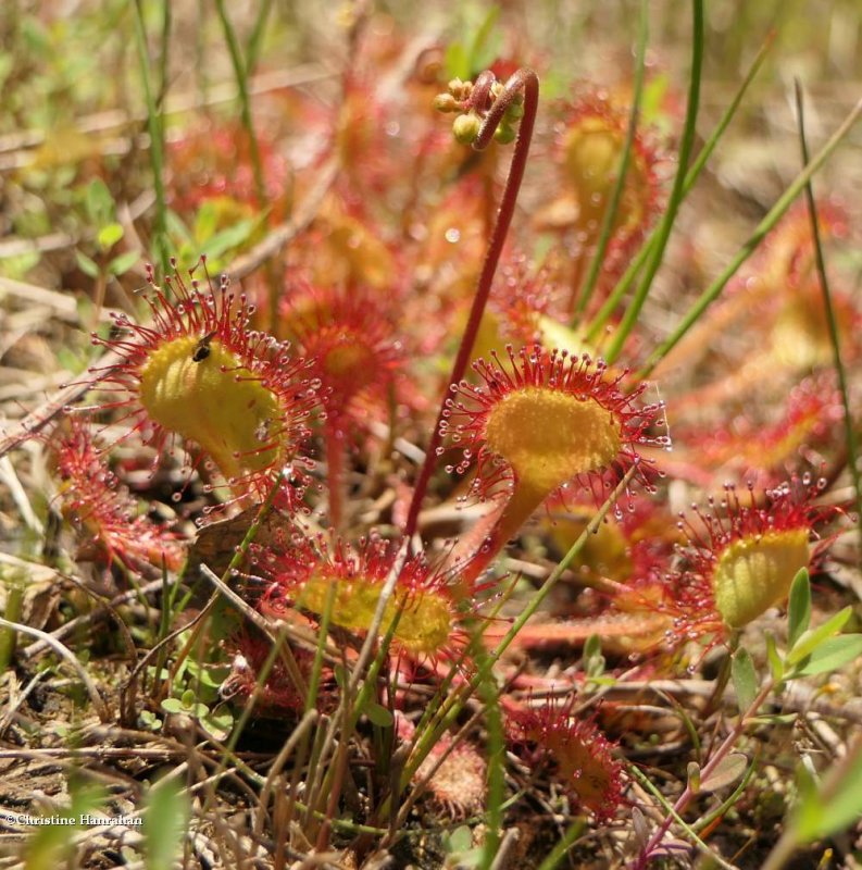 Round leaved sundew (Drosera rotundifolia)