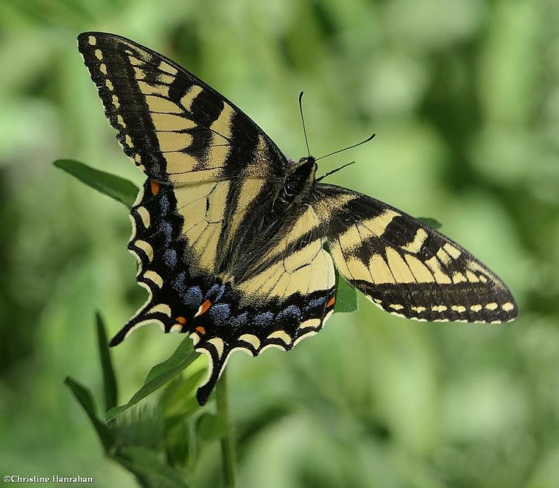 Canadian tiger swallowtail butterfly (Papilio canadensis)