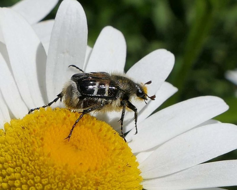 Flower scarab beetle (Trichiotinus assimilis)