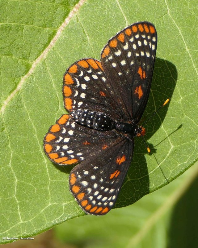 Baltimore checkerspot butterfly (Euphydryas phaeton)