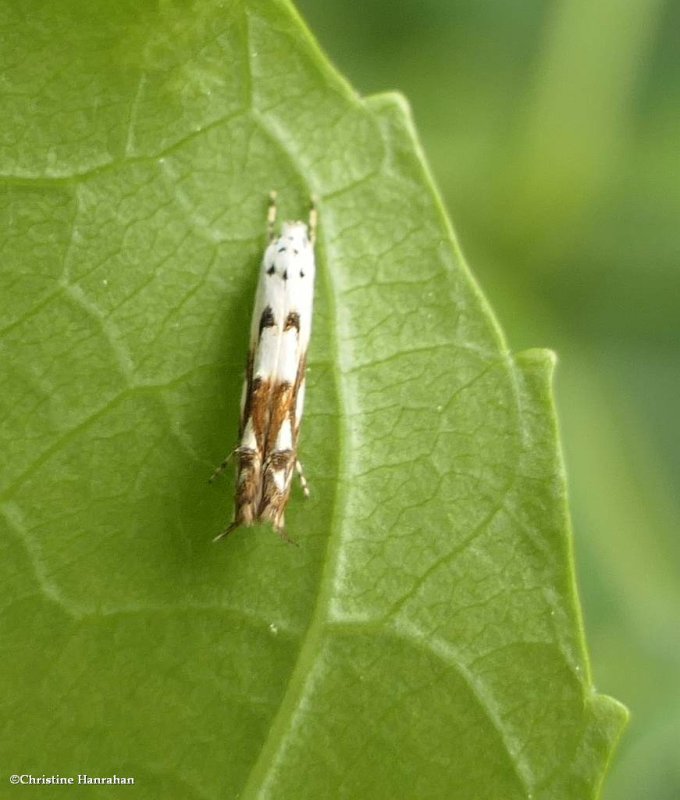 Red-streaked mompha moth  (Mompha eloisella), #1443