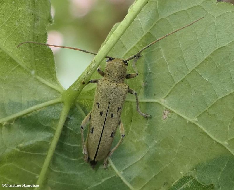 Linden borer beetle (Saperda vestita)