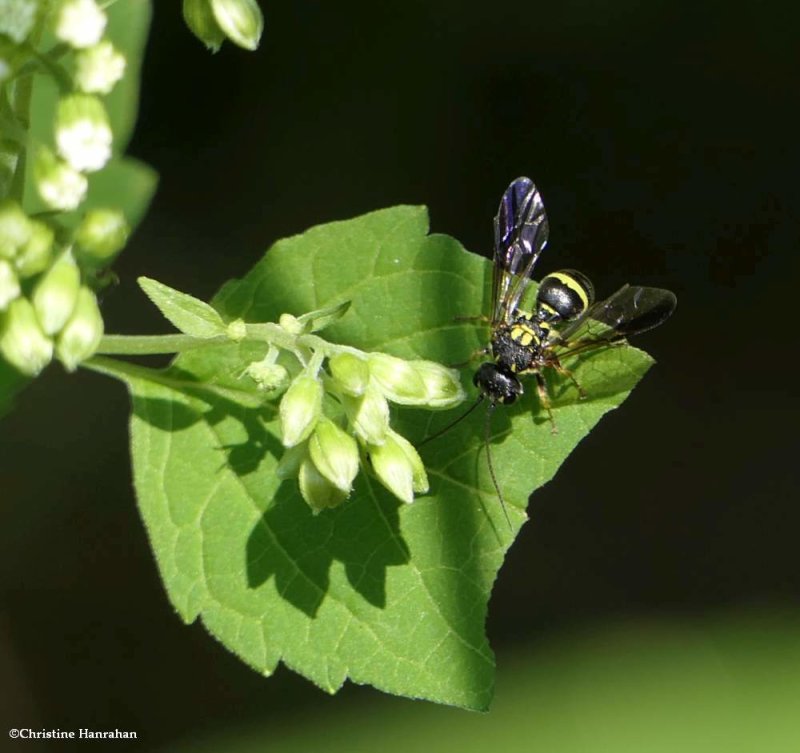 Wasp (Taeniogonalos gundlachi)