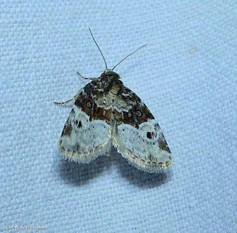 Noctuid moth (Neoligia crytora), #9410