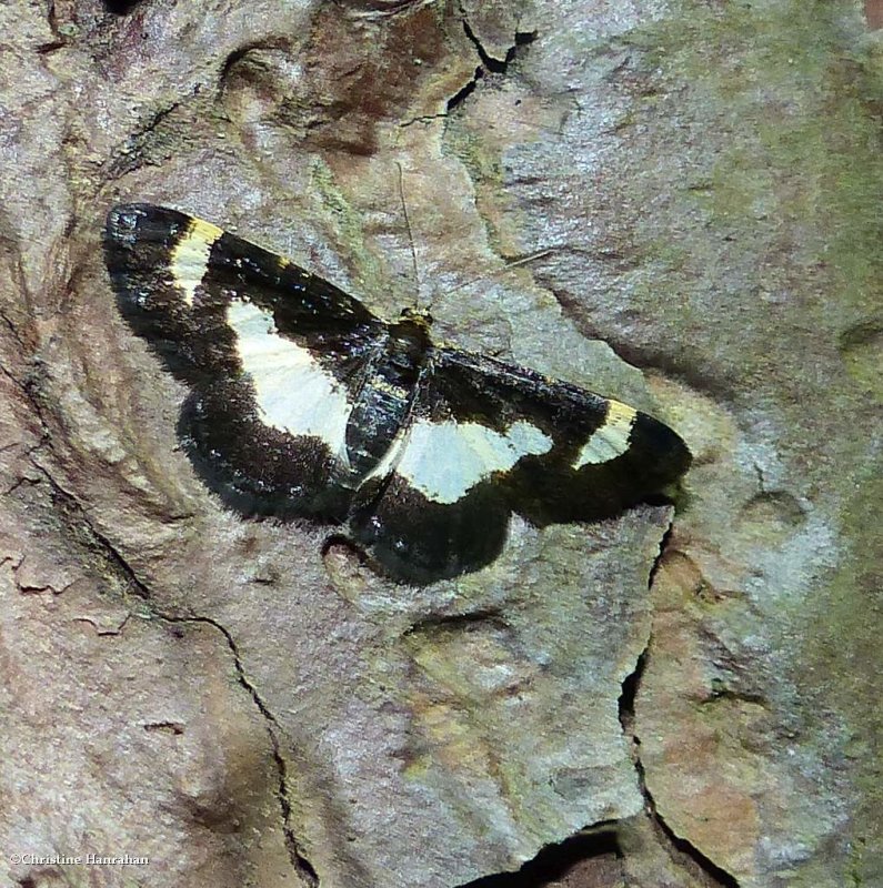 Common spring moth   (Heliomata cycladata), #6261