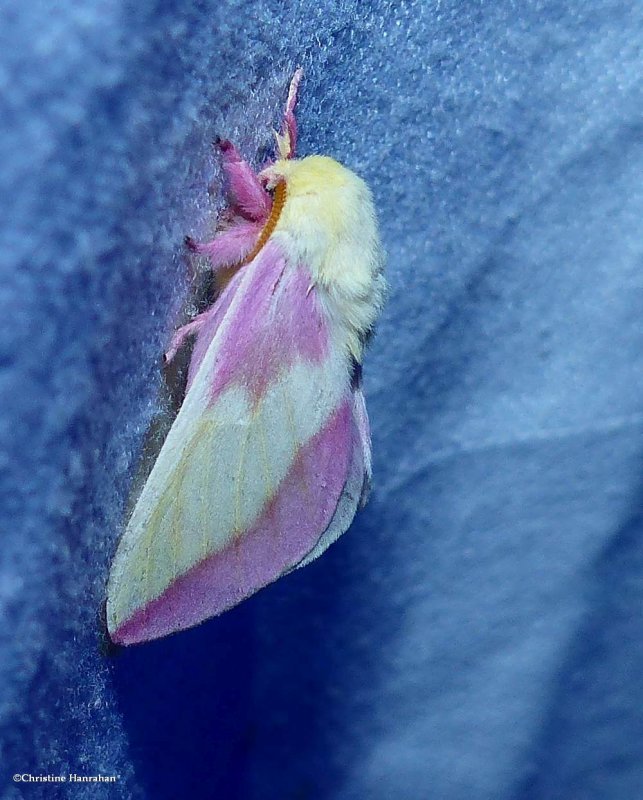 Rosy maple moth (Dryocampa rubicunda,  #7715