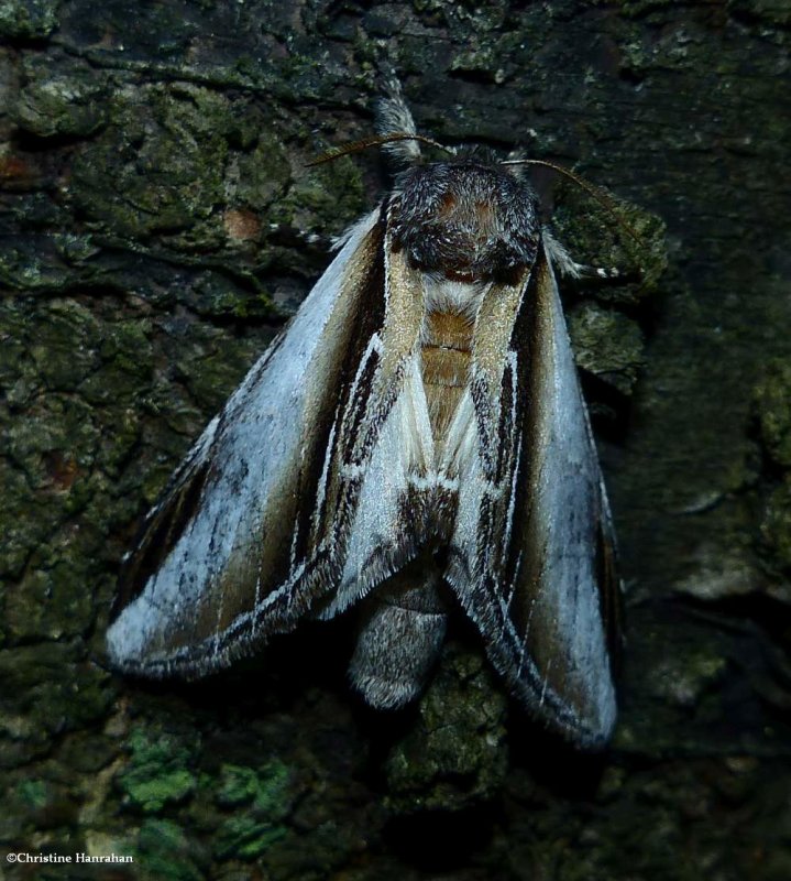 Black-rimmed prominent moth  (Pheosia rimosa), #7922