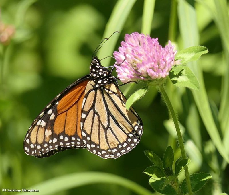 Monarch butterfly   (Danaus plexippus)