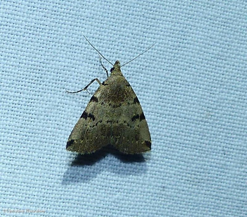 Lettered fanfoot moth  (Zanclognatha lituralis),  #8340
