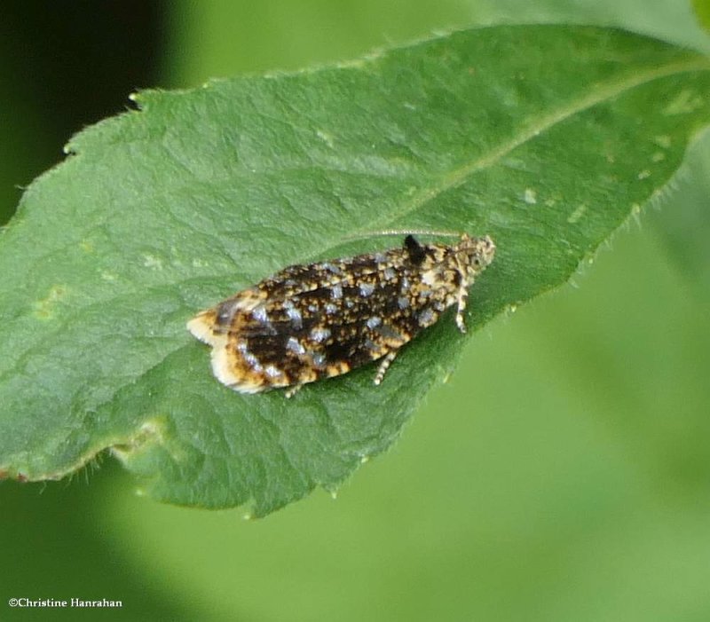 Leafroller moth (Olethreutes albiciliana), #2832