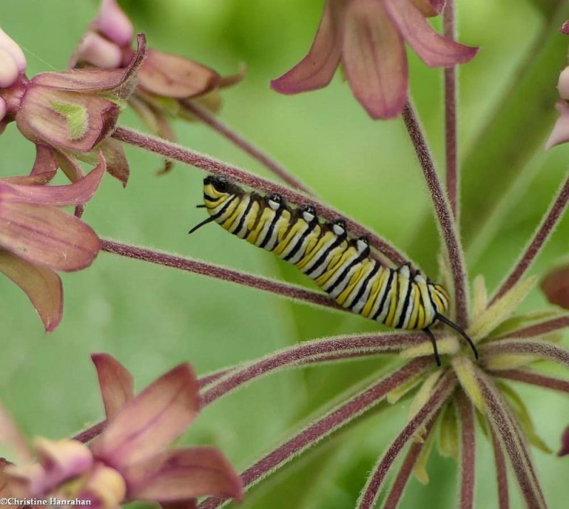 Monarch butterfly caterpillar  (Danaus plexippus)