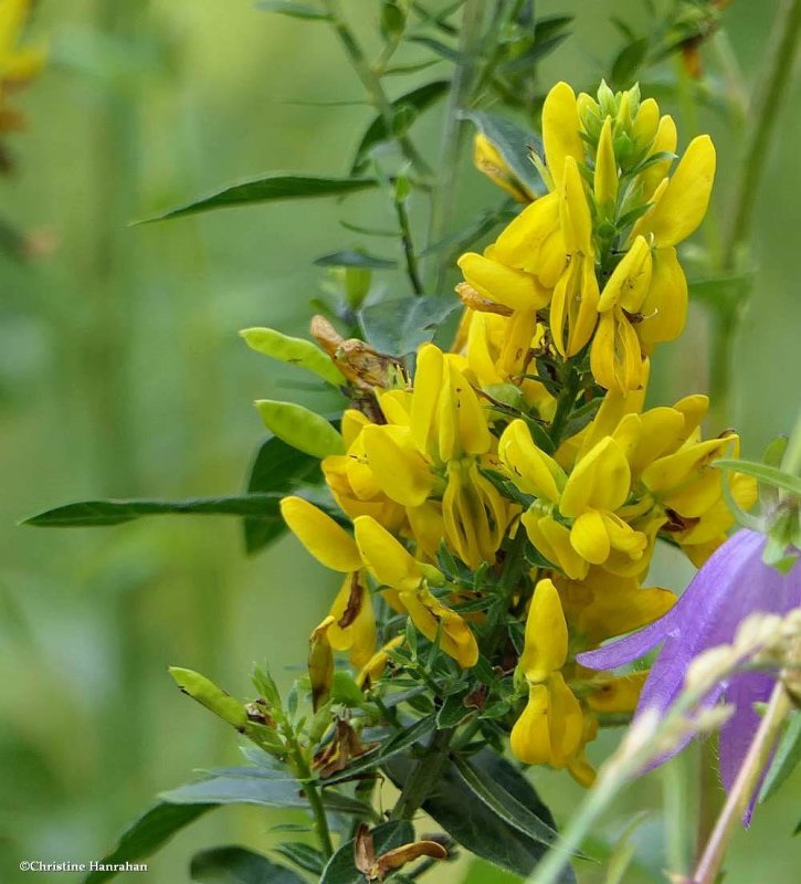 Dyer's greenweed (Genista tinctoria)