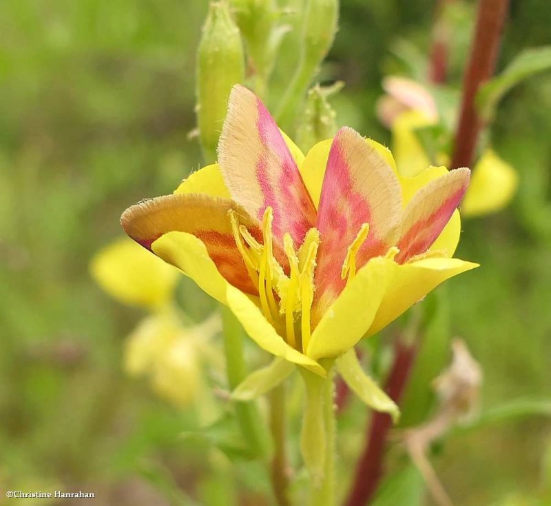 Primrose moths (Schinia florida)