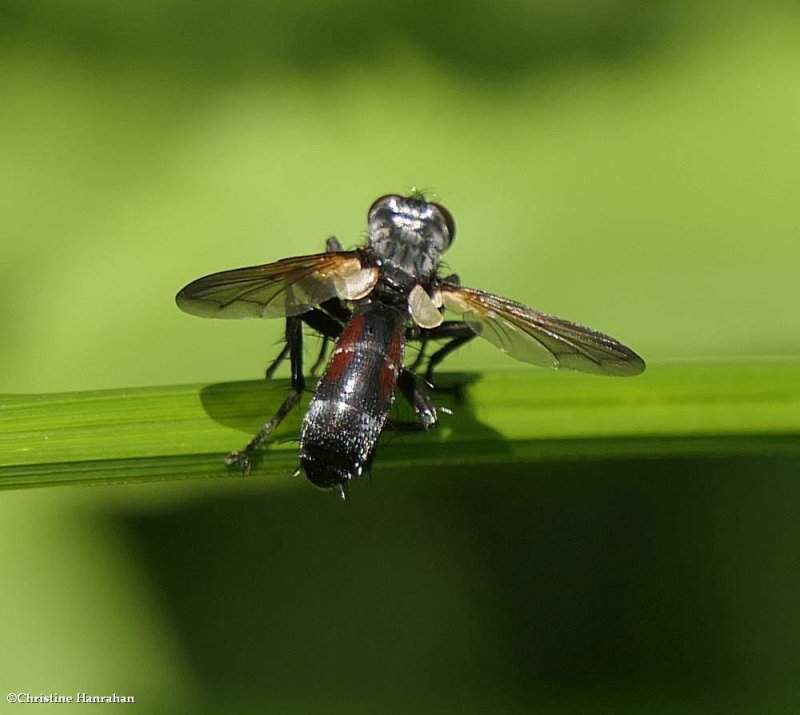 Tachinid fly (Cylindromyia interrupta)