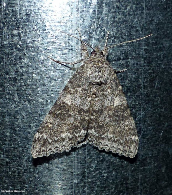 Semirelict underwing moth  (Catocala semirelicta), #8821