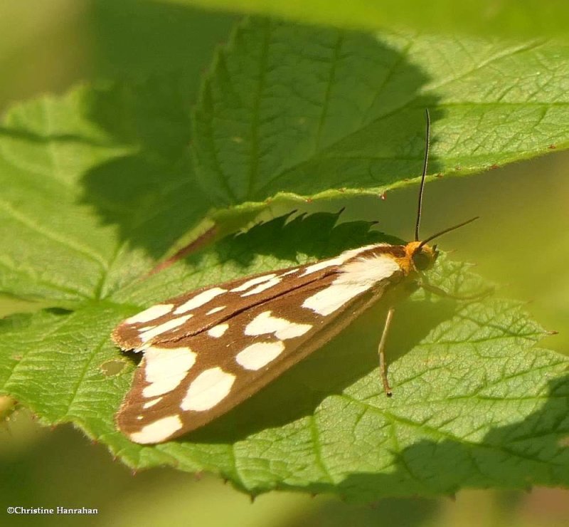 Confused haploa moth (Haploa confusa), #8112