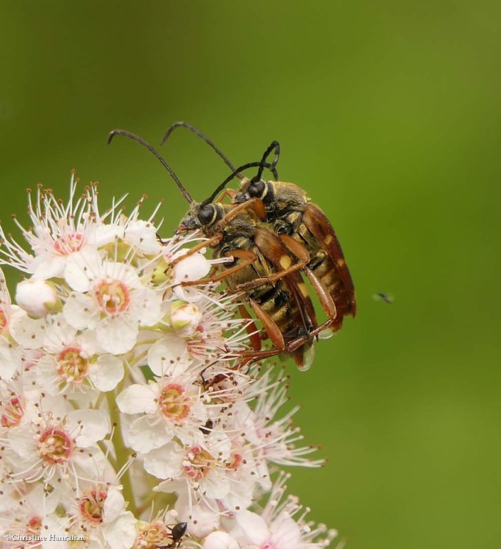 Flower longhorns (Typocerus velutinus)