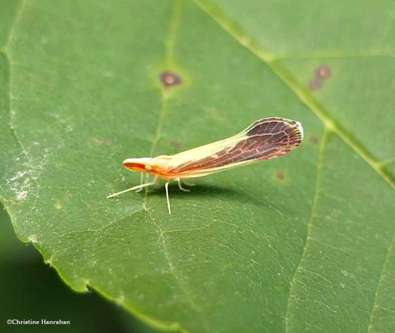 Derbid planthopper (Shellenius ballii)