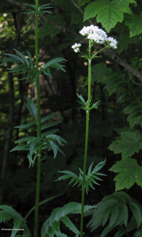 Valerian (Valeriana officinalis)