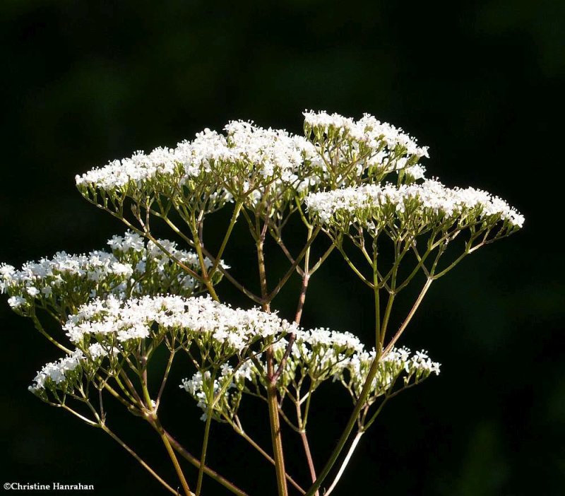 Valerian (Valeriana officinalis)