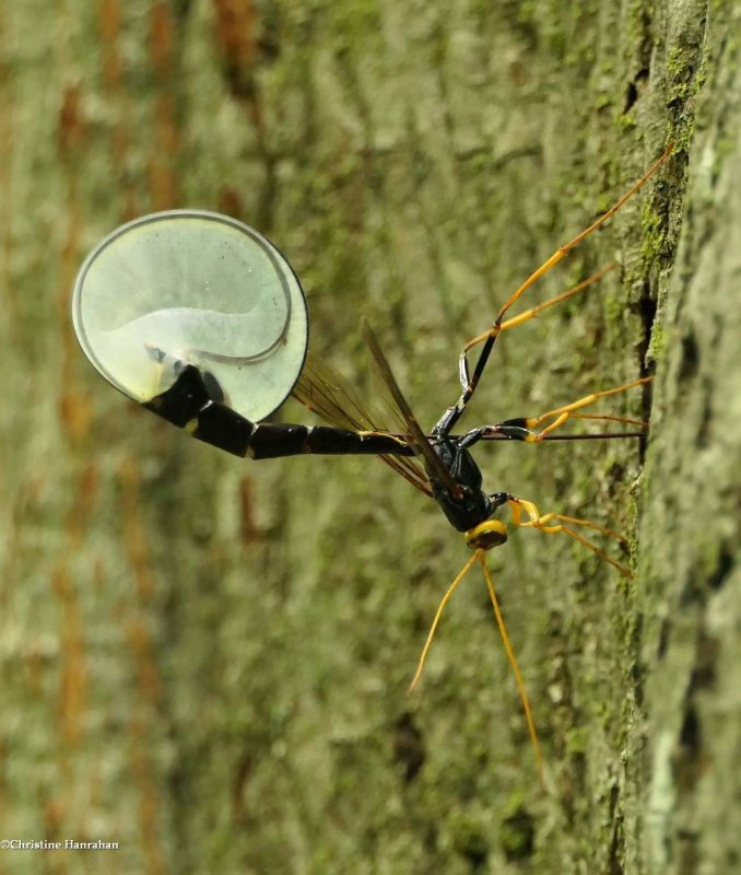 Giant black ichneumonid wasp (<em>Megarhyssa atrata</em>), female