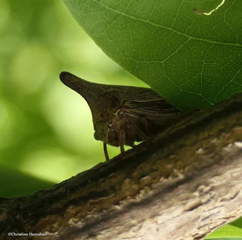 Locust treehopper (Thelia bimaculata), female