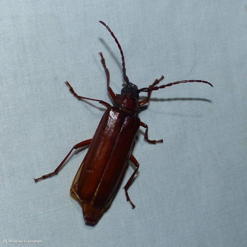 Brown Prionid beetle   (Orthosoma brunneum)