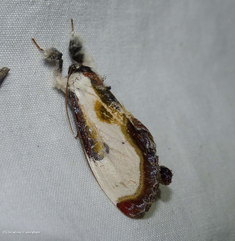 Beautiful wood nymph moth (dryas grata), #9301